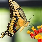 Image of a butterfly and flower