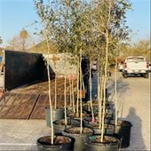 Tree Giveaway